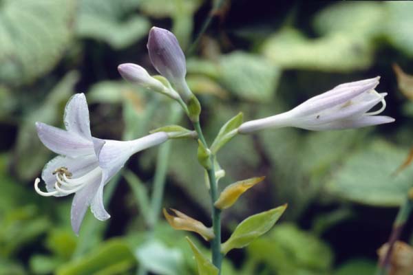 HOSTA 'Fragrant Blue'