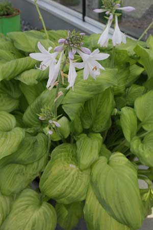 HOSTA 'Guacamole'