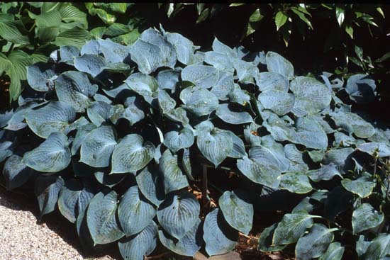 Hosta 'Hadspen Blue'