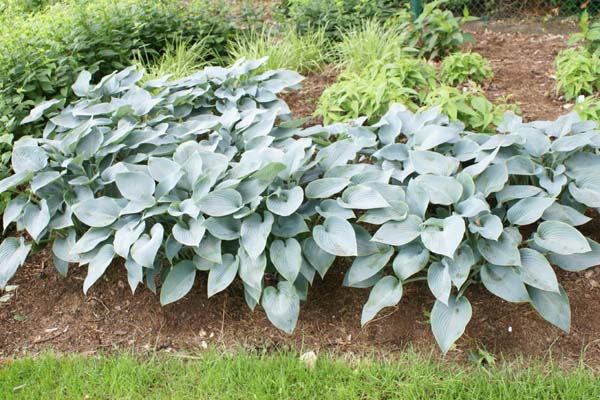 Hosta 'Halcyon'