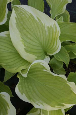 HOSTA 'Lakeside April Snow'