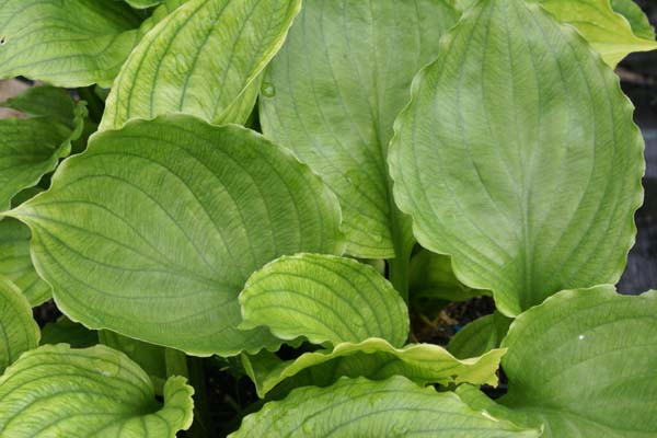 HOSTA 'Lakeside Black Satin'