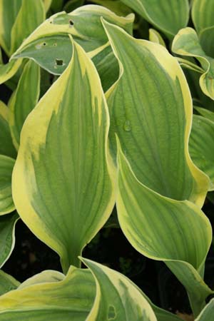 HOSTA 'Liberty'