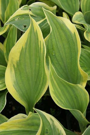 Hosta 'Liberty'