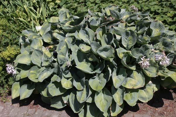 HOSTA 'Love Pat'