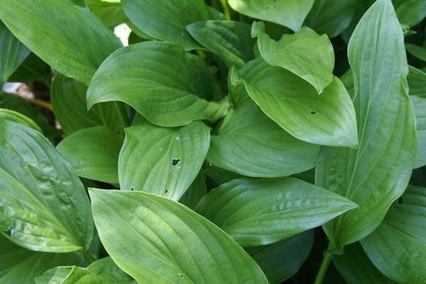 HOSTA 'Maraschino Cherry'
