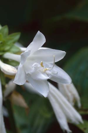 HOSTA plantaginea 'Aphrodite'