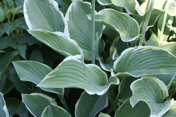 Hosta 'Regal Splendour'