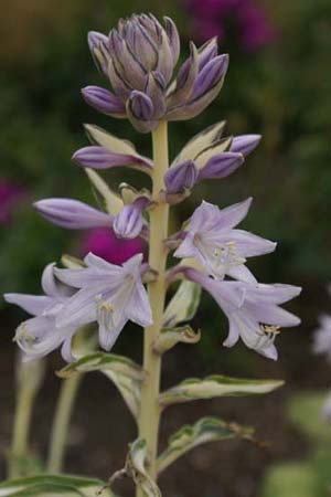 Hosta 'Risky Business'