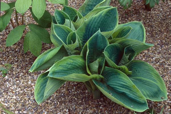 HOSTA sieboldiana 'Frances Williams'