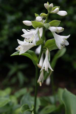 HOSTA sieboldiana 'Elegans'