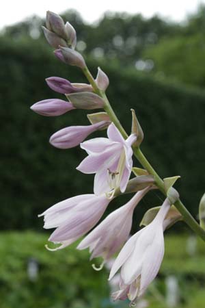 Hosta 'Sum and Substance'