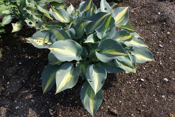 HOSTA 'Touch of Class'