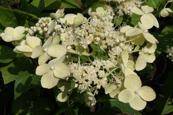 Hydrangea paniculata 'Dharuma'