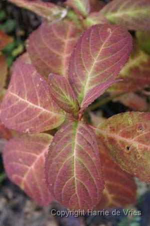 Hydrangea serrata 'Kiyosumi'