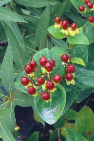 HYPERICUM androsaemon 'Autumn Blaze'