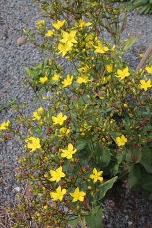 HYPERICUM atomarium