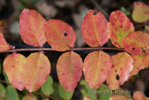 Hypericum bellum 'Pale Form'