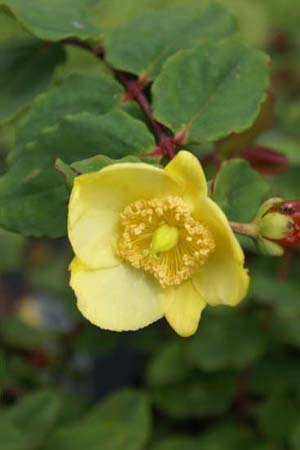Hypericum bellum 'Pale Form'