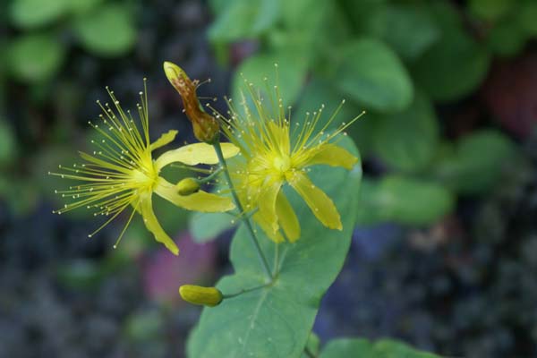 Hypericum bupleuroides