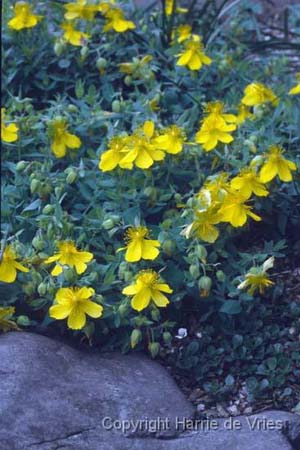 Hypericum