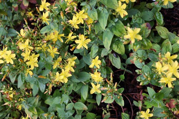 Hypericum delphicum