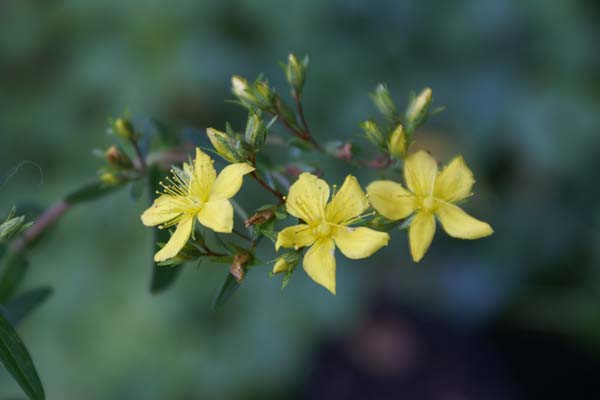 HYPERICUM erectum