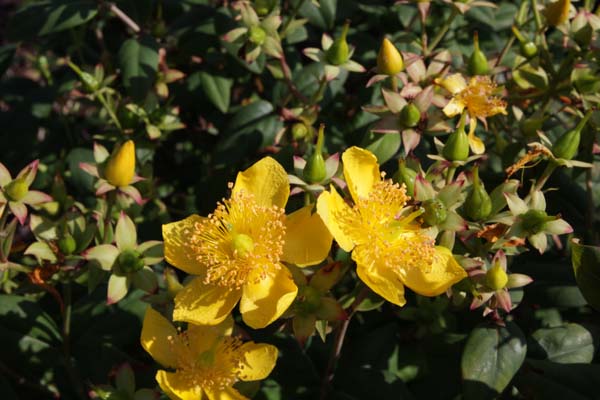 Hypericum lancasteri