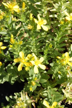 Hypericum linarioides