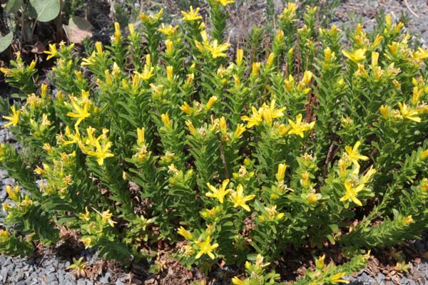 Hypericum linarioides