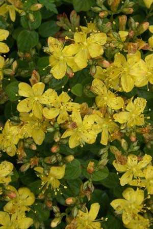 Hypericum