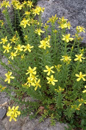 Hypericum orientale