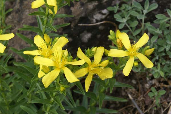 Hypericum orientale