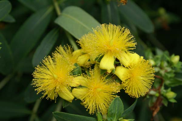 Hypericum prolificum