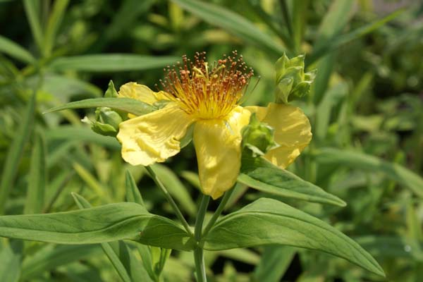 HYPERICUM przewalskii