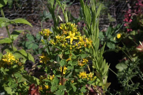 Hypericum richeri