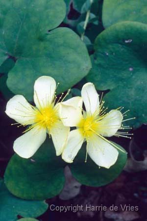 Hypericum olympicum 'Schwefelperle'