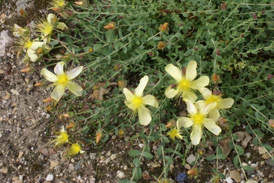 Hypericum olympicum 'Schwefelperle'