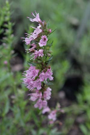 HYSSOPUS officinalis 'Roseus'