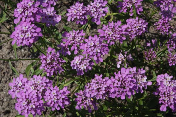 Iberis umbellata