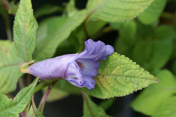 Impatiens arguta