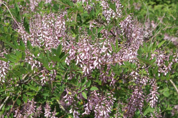 INDIGOFERA amblyantha