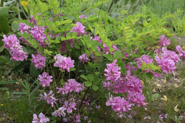 INDIGOFERA kirilowii (lage vorm)
