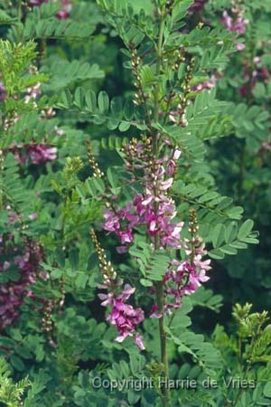 Indigofera