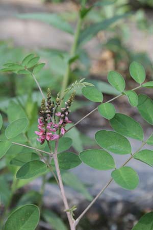 INDIGOFERA potaninii (AGS vorm)