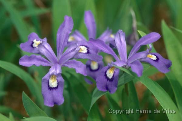 Iris cristata