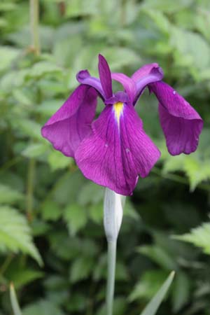 Iris ensata 'Variegata'