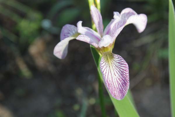 Iris x versilaev 'Rowden Cadenza'