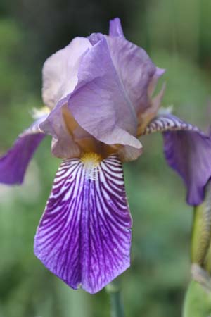 Iris florentina (ex Lenzumo)