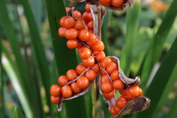 IRIS foetidissima